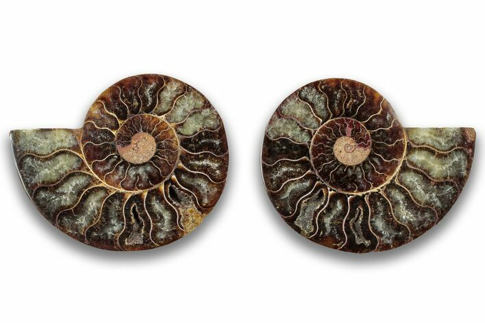 Cut & Polished, Agatized Ammonite Fossil - Madagascar #323376